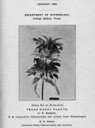 Texas Honey Plants