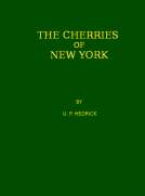 The Cherries of New York