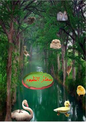 صغار الطيور